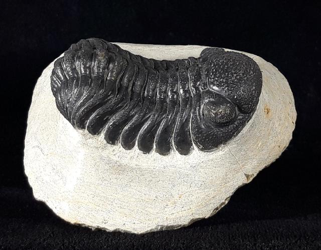 Barrandeops ovatus (McKELLAR & CHATTERTON 2009) - Bild © FossNet FossilienStore